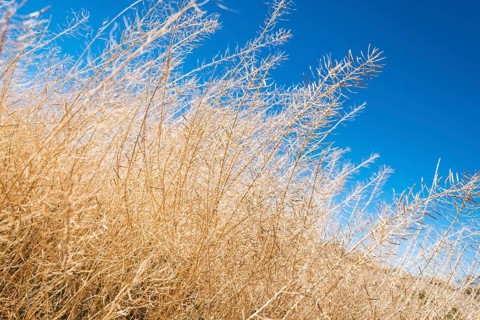 Dried up shrubbery