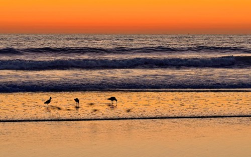 Marbled Godwits (Limosa fedoa) at sunset on the Pacific Coast