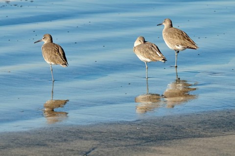 Willets (Tringa semipalmata) in the intertidal zone