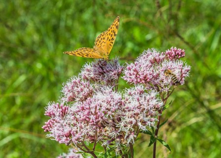 Small Fritillary (Issoria lathonia) on Grauer Alpendost (Adenostyles alliariae)