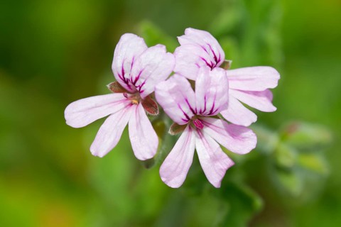 Rose-scented Pelargonium (Pelargonium capitatum)