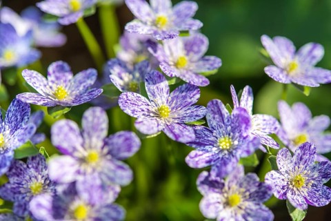 Purple-white speckled Hepatica or Liverwort (Hepatica)