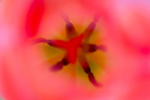 Pistil and stamen in a Tulip (Tulipa)