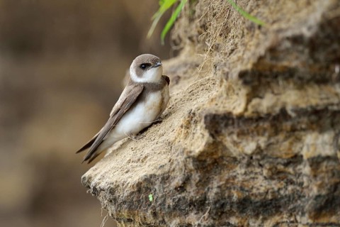 Sand Martin (Riparia riparia)