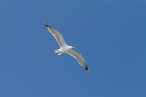 Lesser Black-backed Gull (Larus fuscus)