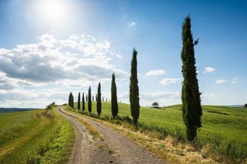 Mediterranean Cypresses (Cupressus sempervirens) with a dirt track
