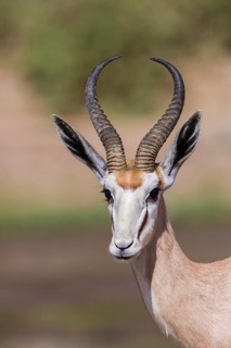 Springbok (Antidorcas marsupialis)