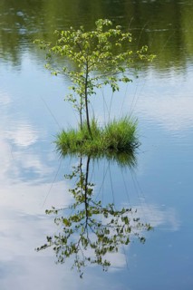 Young Downy Birch (Betula pubescens) and Purple Moor Grass (Molinia caerulea)