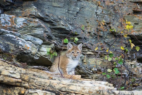 Young wild Eurasian Lynx (Lynx lynx)