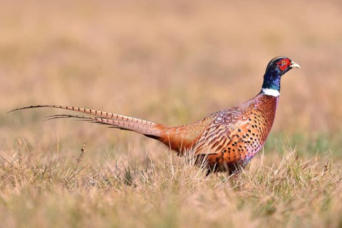 Pheasant (Phasianus colchicus) on a meadow in autumn