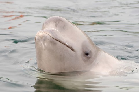 Beluga Whale or White Whale (Delphinapterus leucas)