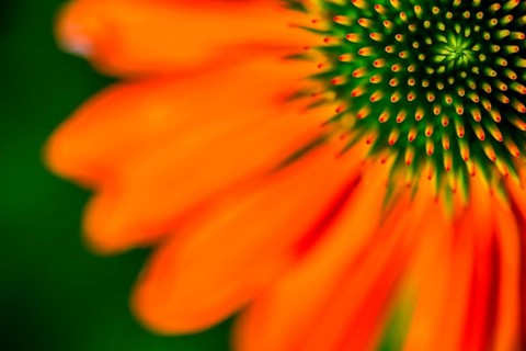 Red coneflower (Echinacea)