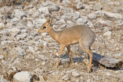 Kirk's Dik-dik (Madoqua kirkii)