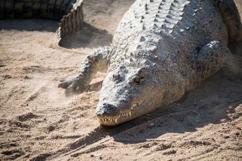 Nile Crocodile (Crocodylus niloticus)