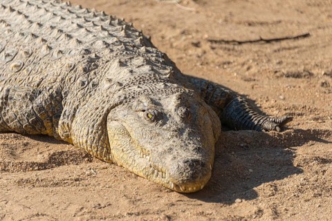 Nile Crocodile (Crocodylus niloticus)