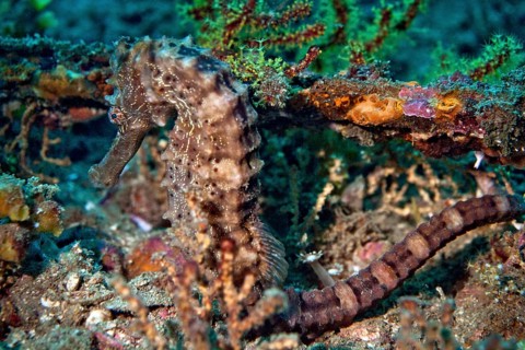Sea Pony (Hippocampus fuscus)