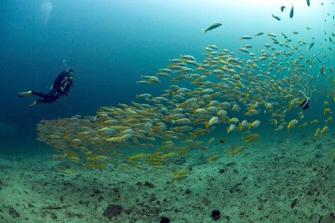 Scuba diver with a school of Yellowtail Snapper (Ocyurus chrysurus)