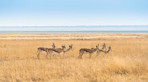 Herd of Springboks (Antidorcas marsupialis) in the grasslands