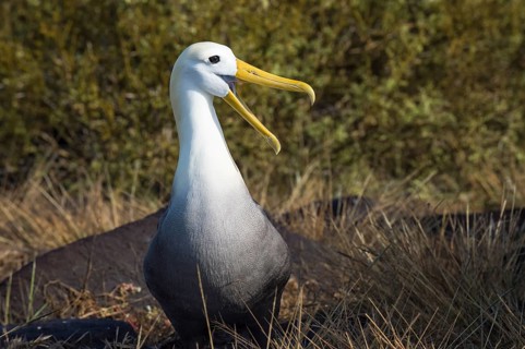 Waved Albatross (Phoebastria irrorata)