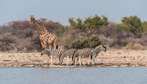 Giraffe (Giraffa camelopardis) and Burchell's Zebraa (Equus quagga burchellii)