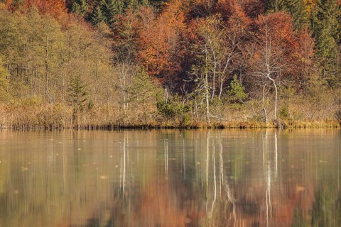 Autumn forest with its reflection in Almsee lake