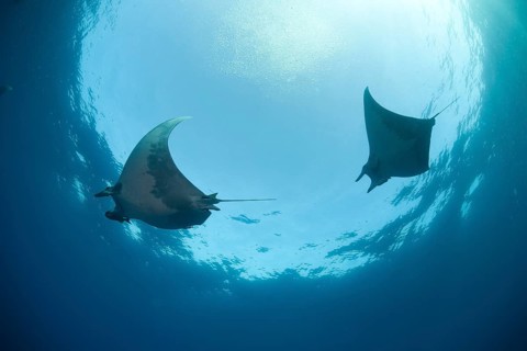 Sicklefin Devil Rays or Box Rays (Mobula tarapacana)