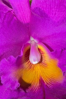 Orchid