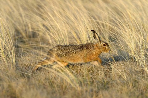 European Hare (Lepus europaeus)