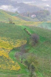 Vineyards