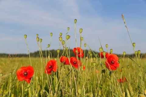 Poppy or Corn Poppy (Papaver rhoeas)