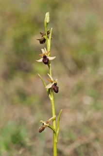 Early Spider Orchid (Ophrys sphegodes)