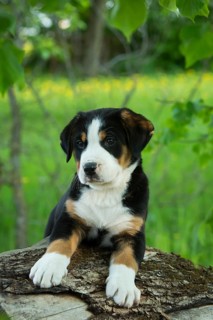 Greater Swiss Mountain Dog