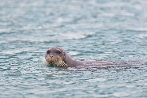 Bearded Seal or Square Flipper Seal (Erignathus barbatus)
