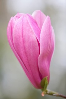 Magnolia (Magnolia)