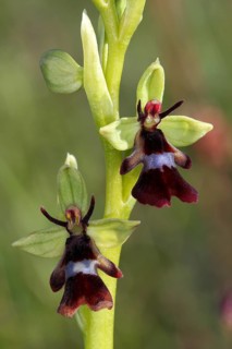 Fly Orchid (Ophrys insectifera)
