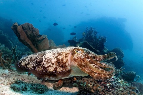 Bbroadclub Cuttlefish (Sepia latimanus) over coral reef