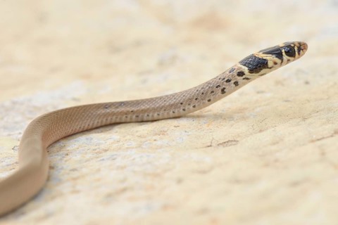 Ring-headed Dwarf Snake (Eirenis modestus)