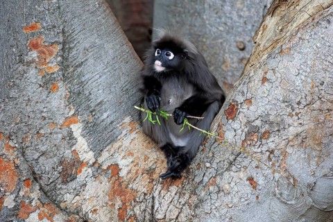 Dusky Leaf Monkey or Southern Langur (Trachypithecus obscurus)