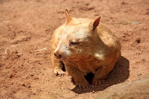 Southern Hairy-nosed Wombat (Lasiorhinus latifrons)