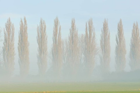 Row of poplars (Populus nigra italica) in the fog