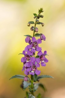 Angelface (Angelonia spec.)
