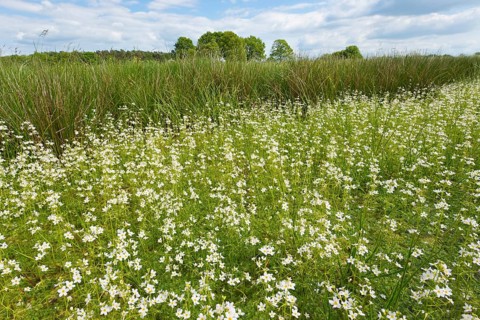 Water Violets or Featherfoil (Hottonia palustris) flowering in a ditch