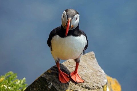Puffin (Fratercula arctica)