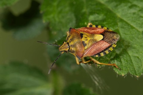 Purple fruit bug (Carpocoris purpureipennis) on a leaf