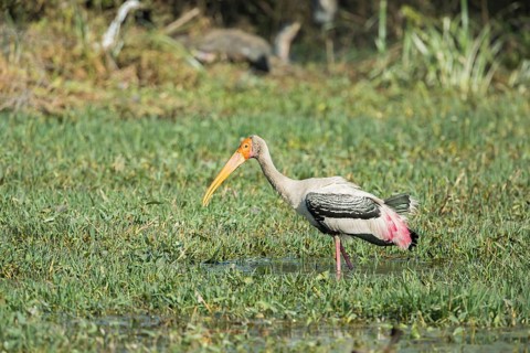 Painted Stork (Mycteria leucocephala)