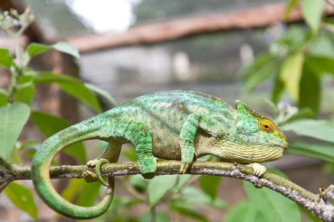 Parsons Chameleon (Calumma parsonii) on a branch