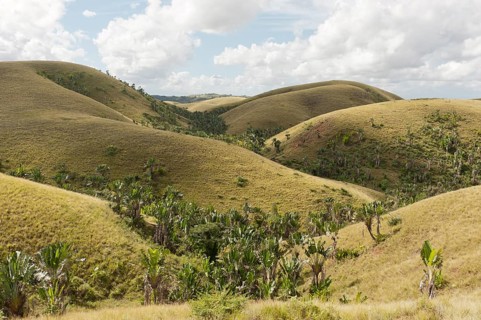 Deforested hills with forests of Traveller's Trees or Traveller's Palms (Ravenala madagascariensis) in the valleys