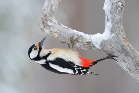 Great Spotted Woodpecker (Dendrocopos major) clinging to a pine branch