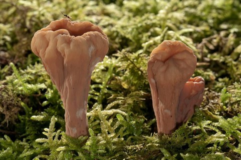 Giant Club Fungus (Clavariadelphus pistillaris)