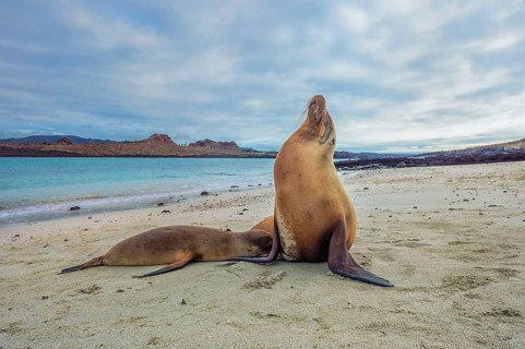 Galapagos Sea Lions (Zalophus wollebaeki)